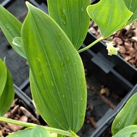 Polygonatum odoratum var. odoratum